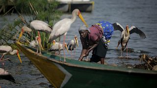 Afrique : déclin des poissons d’eau douce, un rapport alarmant du WWF