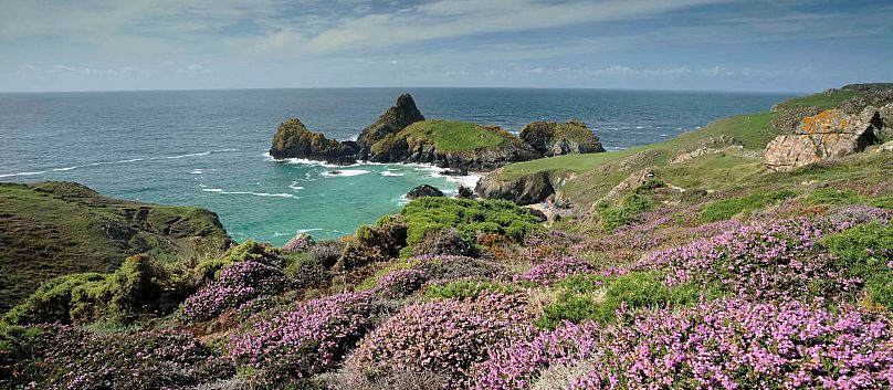 Maritime heather at Kynance Cove in Cornwall, UK