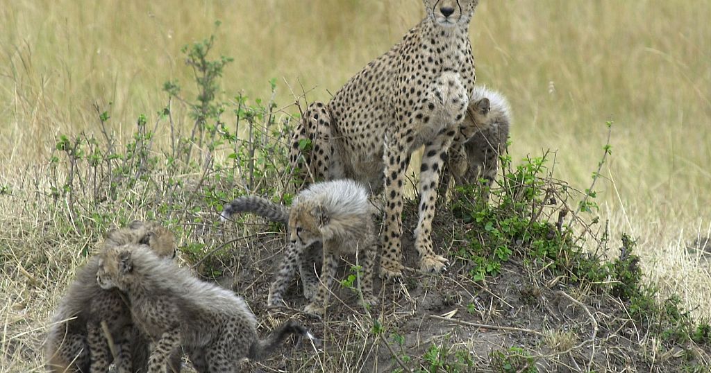 Somaliland: eleven cheetah cubs rescued from illegal trade in exotic pets
