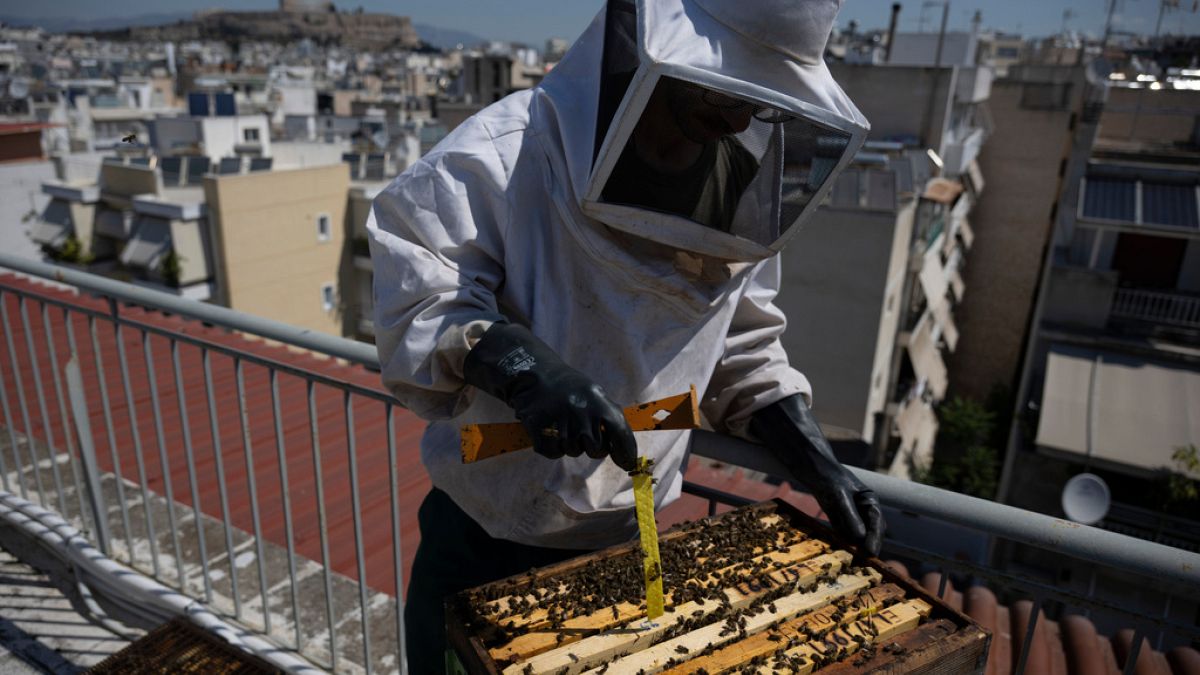 Atenas adere à apicultura urbana com colmeias em telhados de edifícios residenciais