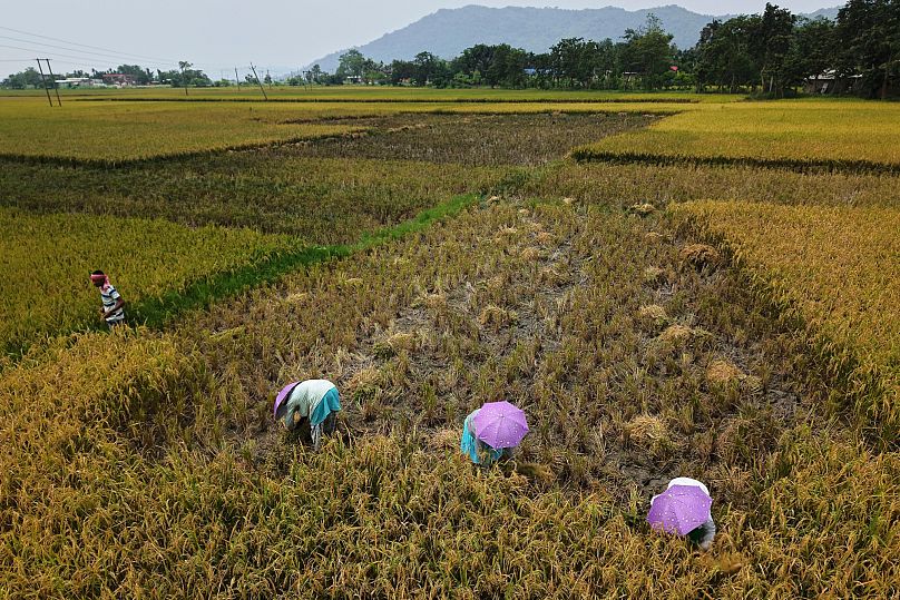 Farmers harvest rice crop in a paddy field on the outskirts of Guwahati, India,.
