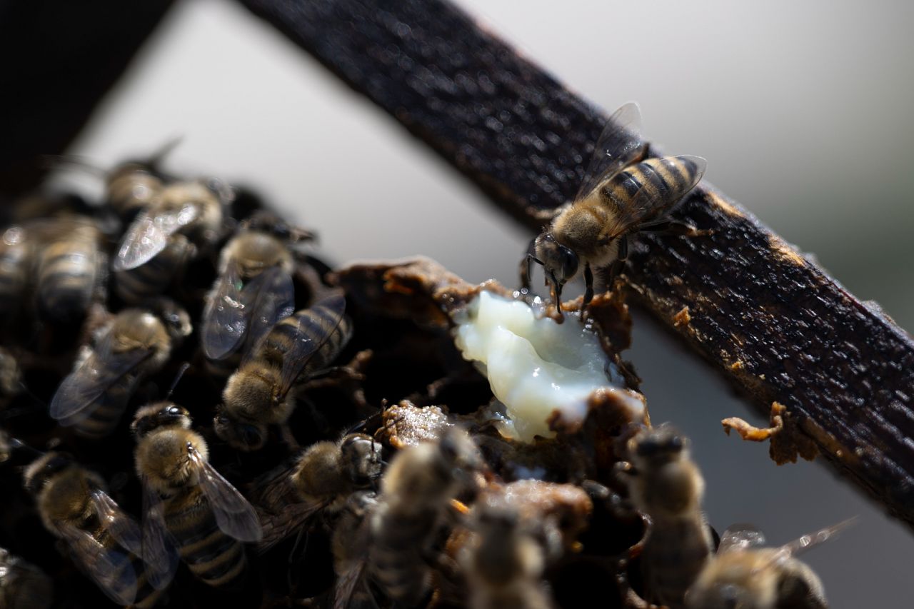 A bee touches royal jelly on a beehive's frame in Athens, Greece.