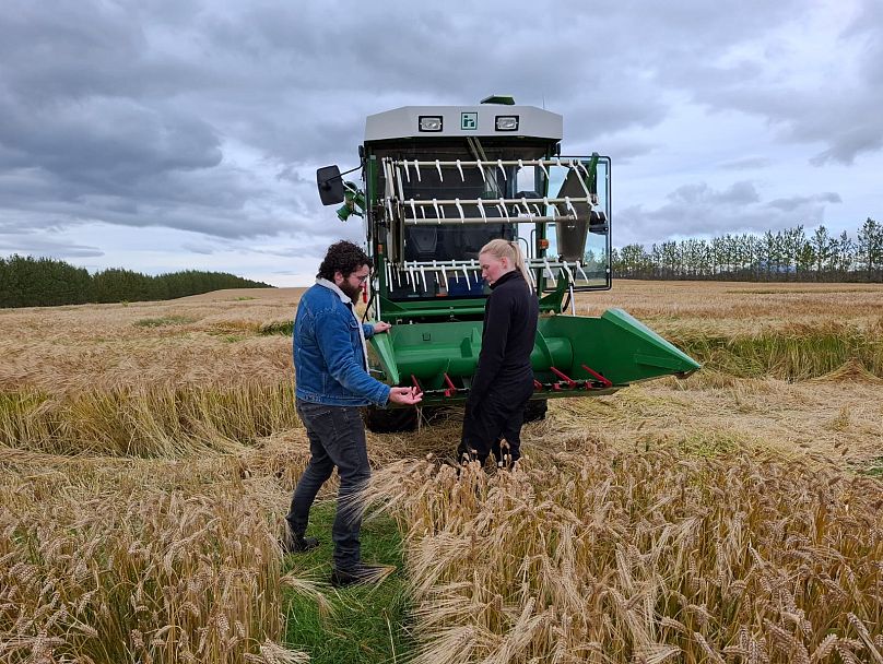 Hrannar Smári Hilmarsson e la conducente di una mini mietitrebbia in un campo d'orzo