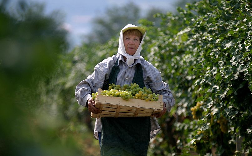 A szőlők leveleinek hasonló, zöld színűeknek kellene lenniük, nem olyan aranysárgának, mint amilyenre a szőlőkabóca által terjesztett betegség színezi őket.