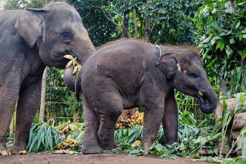 A 36-year-old Sumatran elephant Nurhayati and its 21-month-old calf Kama enjoy a fruit package at Bali Zoo, Gianyar, Bali, Indonesia on Tuesday, Aug. 12, 2025.