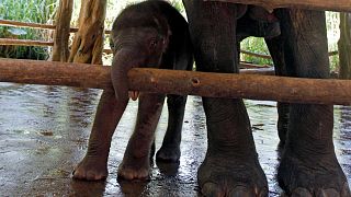 Un nouveau vaccin prometteur pour protéger les éléphants d'Asie