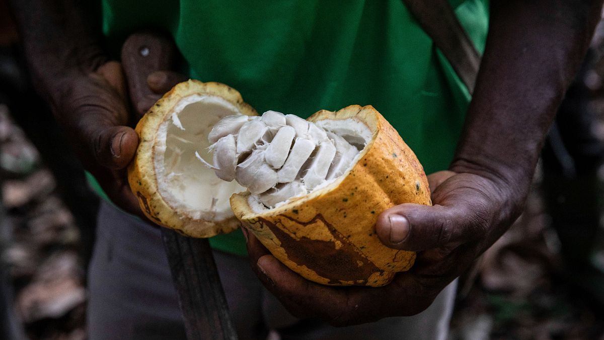 How cocoa production is driving ‘colossal’ deforestation in Liberia