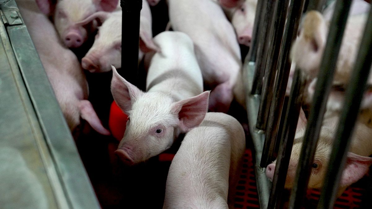 World’s first pig-to-human liver transplant keeps patient alive for 171 days
