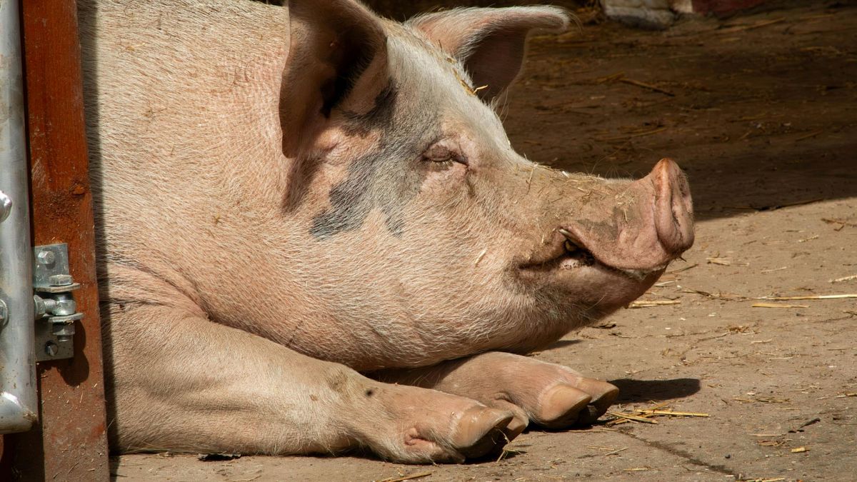 Première greffe de foie de porc à humain maintient un patient en vie pendant 171 jours