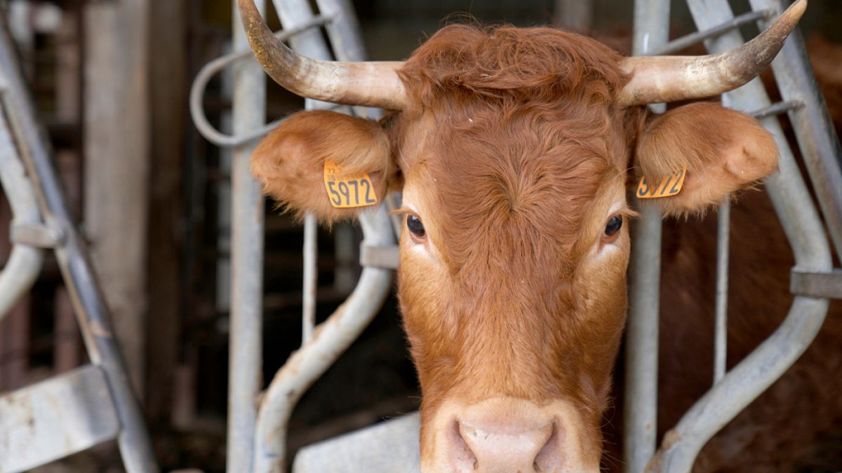 France : contre l’abatage d’un troupeau de vaches, des agriculteurs mobilisés