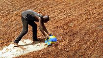 Déforestation : la Côte d'Ivoire a retracé 40 % de son cacao