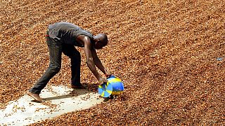 Lutte contre la déforestation : la Côte d'Ivoire a retracé 40 % de son cacao