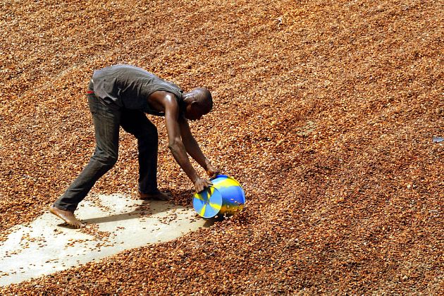Ivory Coast traces 40% of cocoa, But EU anti-deforestation law delayed