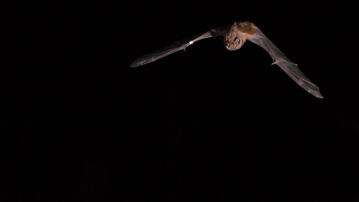 Les secrets de chasse des chauves-souris européennes