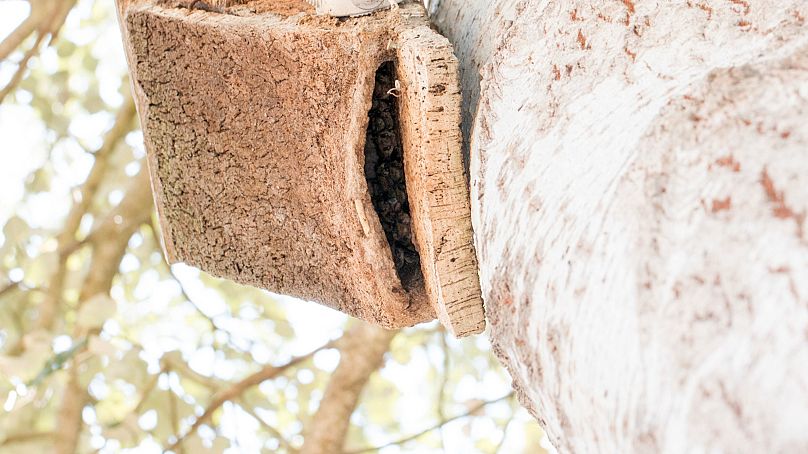 The bats roost in bat boxes at Doñana National Park, Spain