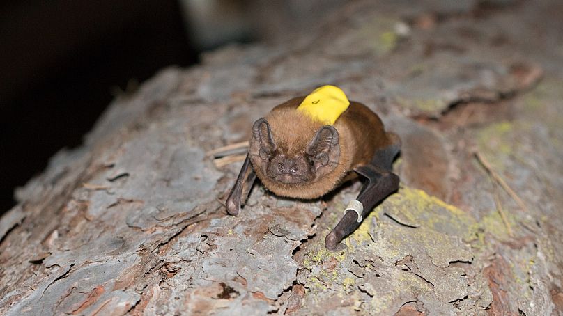 Bats are released into the wild with small sound and movement sensors that can record the hunting behavior of the bats on sub-second time scales. 