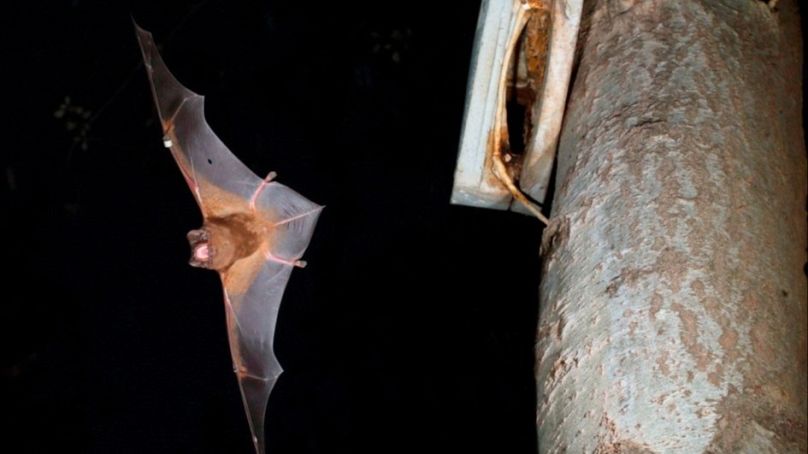 A greater noctule bat is leaving its roost to go hunting during the night