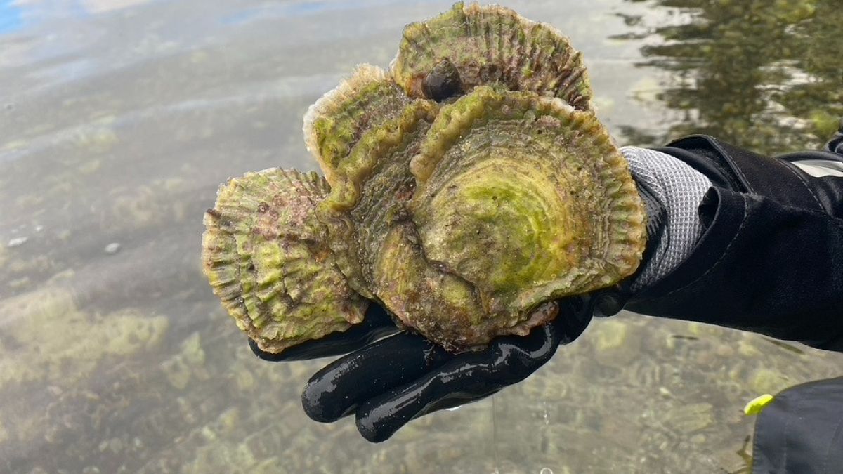 ‘Most people don’t know it exists’: Europe’s last healthy flat oysters at risk, researchers warn