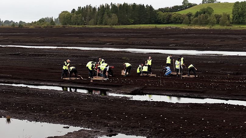 Εθελοντές από το ευρωπαϊκό έργο «Palus Demos» φυτεύουν βρύα σφάγνου σε έναν ιρλανδικό τυρφώνα