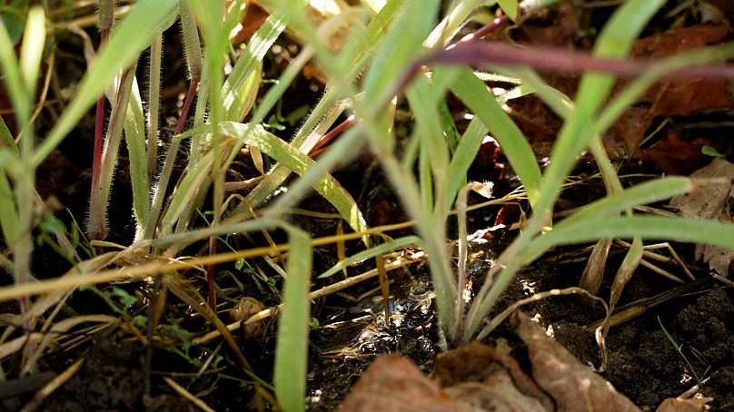 Αυτά τα αυτοφυή φυτά βοηθούν στη βελτιστοποίηση της άρδευσης ψύχοντας το έδαφος και βελτιώνοντας την ποιότητά του.