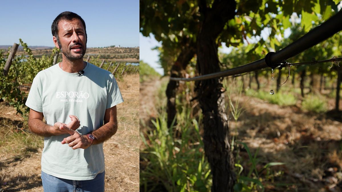 Water-efficient farming: 5 tips to save a drop (and how the EU can help) – Euronews.com