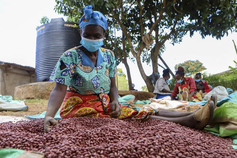 Farmers sort out climate-smart beans in Machakos, Kenya, Monday, March 18, 2024.