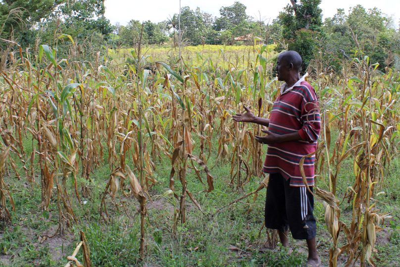 Anderson Kalama stands in his farm in Kilifi, Kenya, on Aug. 12, 2025.