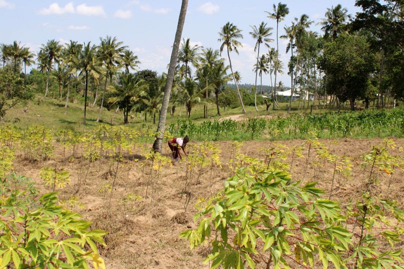Elizabeth Amina Kadenge, a 41-year-old farmer, works on her farm in Kilifi, Kenya, on Aug. 12, 2025.