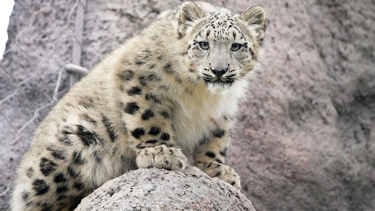 Snow leopard habitats could be at risk from climate change