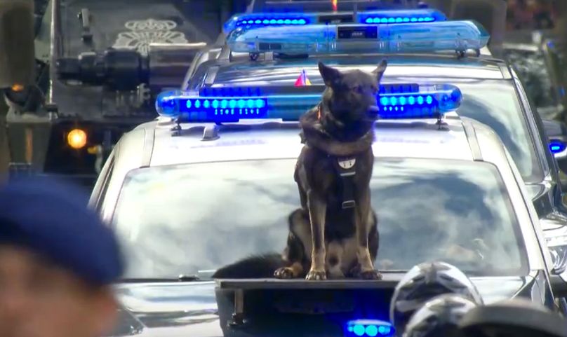 Los perros de la Policía Nacional, firmes, en pleno desfile, 12 de octubre 2025