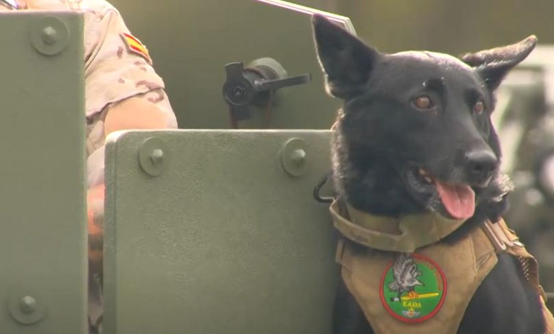 Hay muchos perros en distintos Ejércitos, 12 de octubre 2025