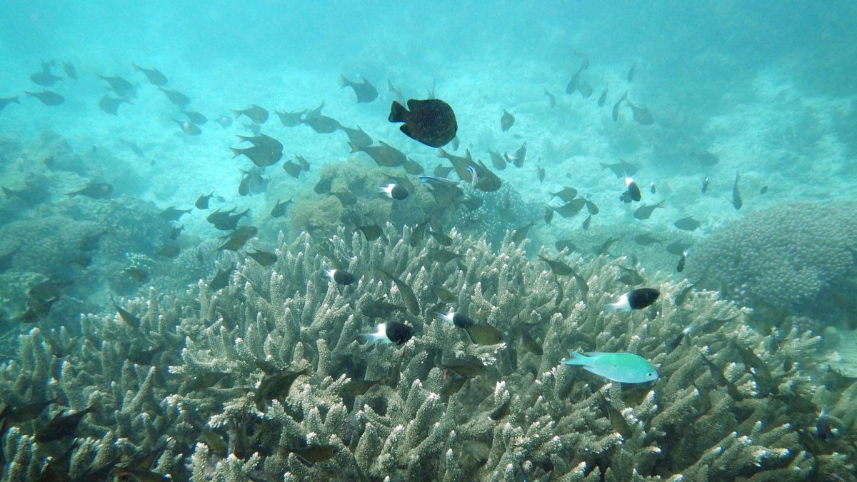 Earth has just reached its first catastrophic climate tipping point