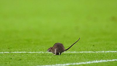 Insolite : un rat interrompt le match Pays de Galles vs Belgique