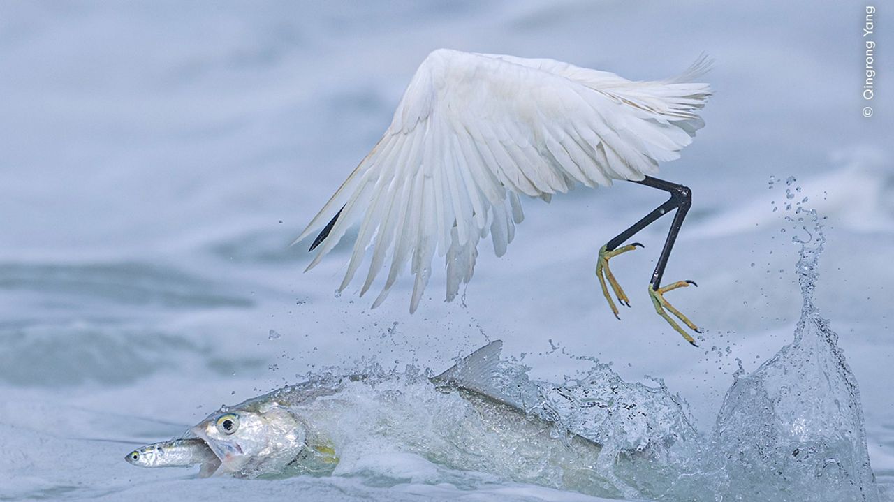 Synchronised Fishing