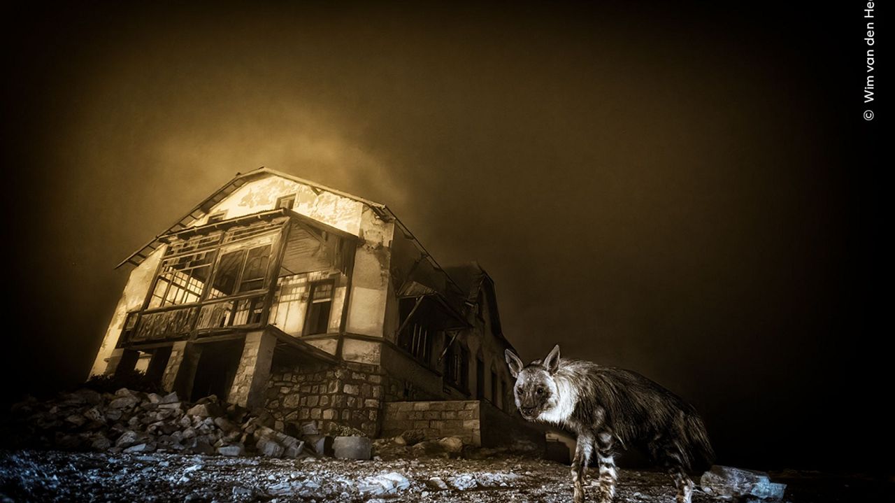 Ghost Town Visitor 