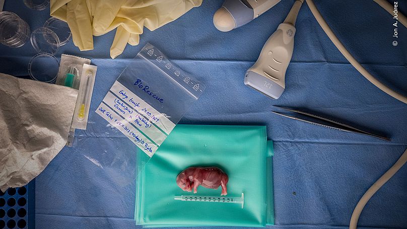 'Cómo salvar una especie'
