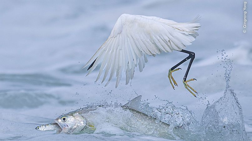 'Pesca sincronizada'