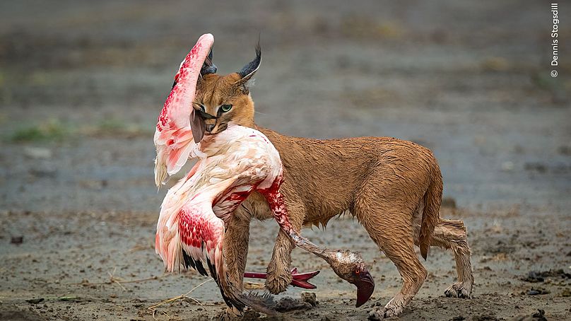 'Un gato entre flamencos'