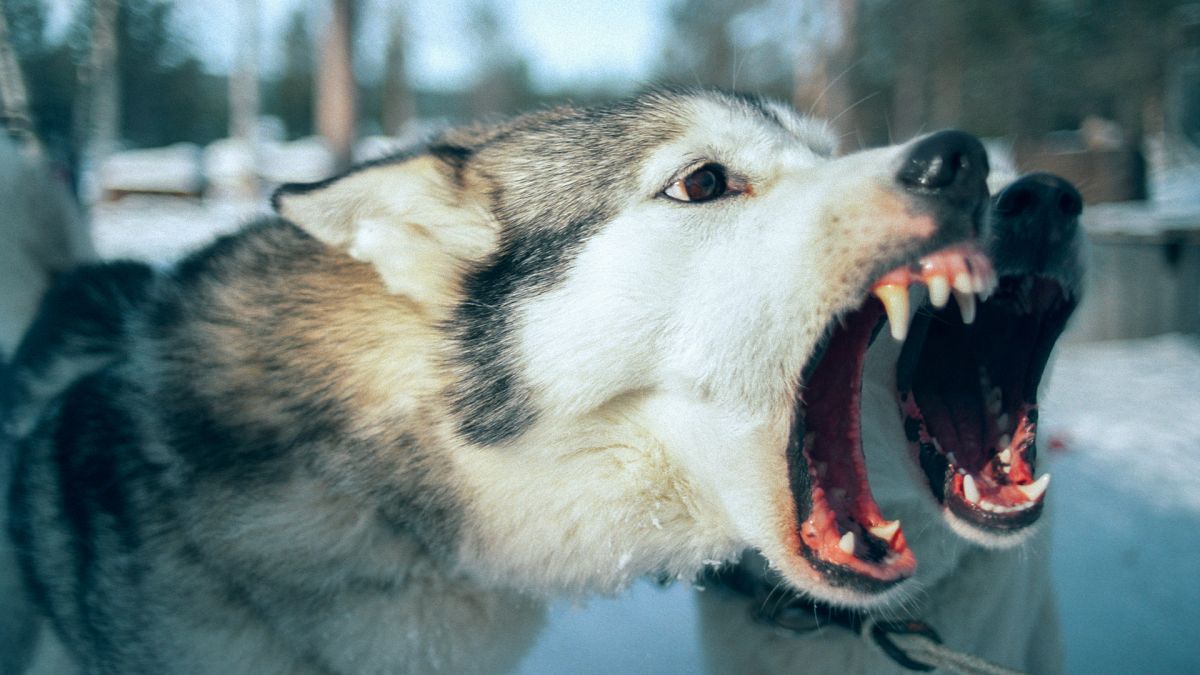 Pologne : un homme décède après avoir été attaqué par des chiens