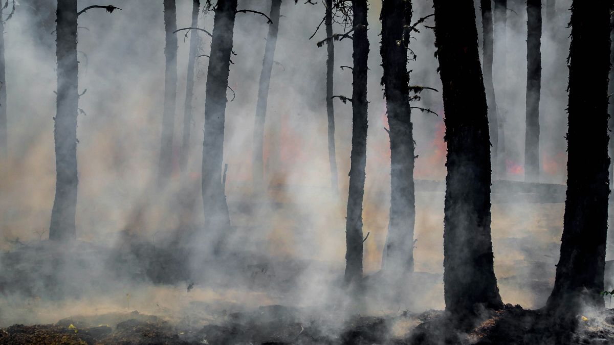 From Australia to the Amazon: How climate change is turning forests into firestorms
