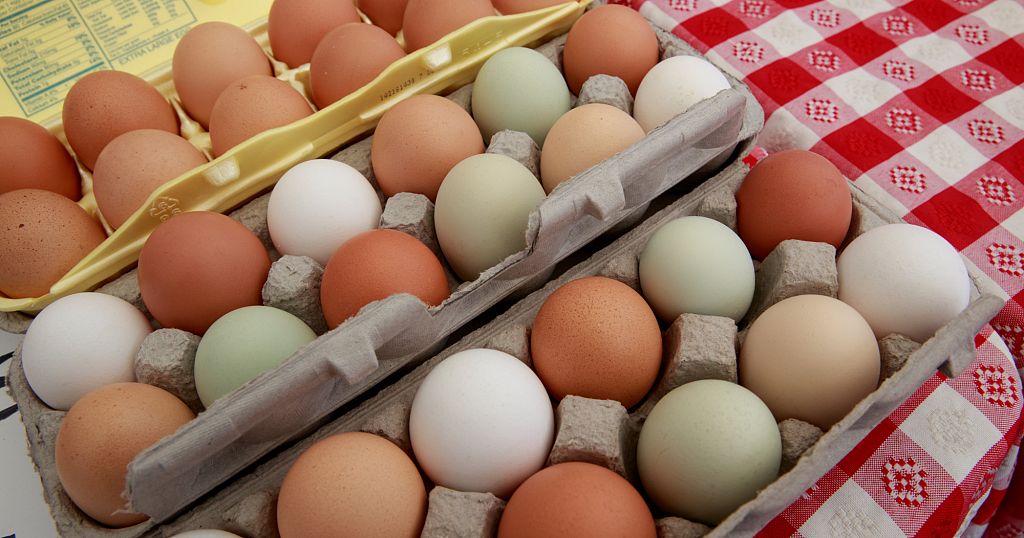 Yunnan exports poultry hatching eggs to Tanzania, marking milestone