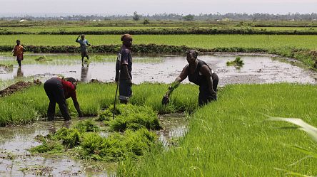 Nubian women in Kenya revive tradition through urban farming