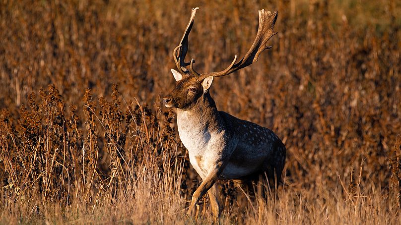 Fallow deer have just been released on the Tarutino Steppe for the first time.