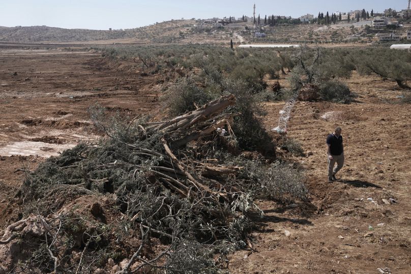 رجل فلسطيني يسير أمام أشجار زيتون اقتلعتها القوات الإسرائيلية من أراضي قرية المغير بالضفة الغربية، الأحد 24 آب 2025.