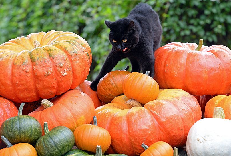 Images d'archives : un chat noir se promène sur des citrouilles dans une ferme près de Potsdam, dans l'est de l'Allemagne, en septembre 2013