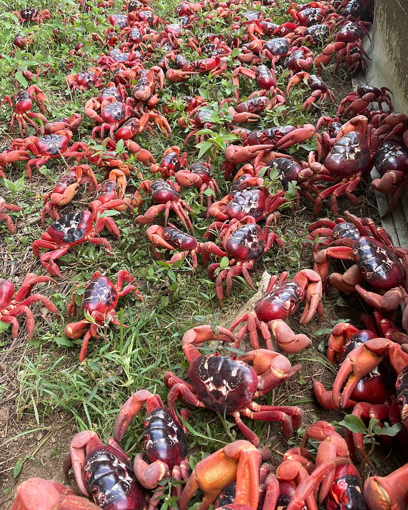 In this image supplied by Parks Australia, red crabs during their annual migration on Christmas Island, Australia in October 2025.