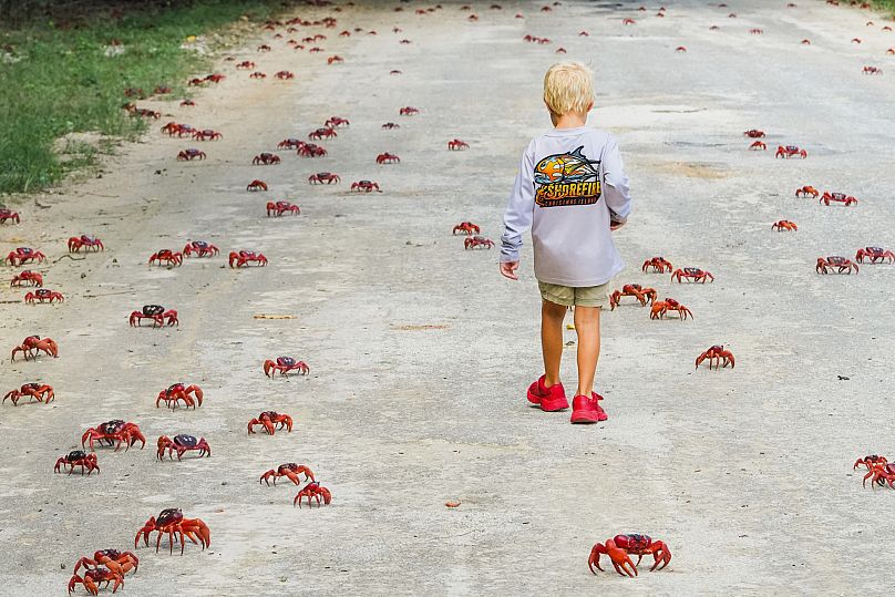 In this image supplied by Parks Australia, a young boy walks amongst red crabs during their annual migration, Oct. 19, 2025 on Christmas Island, Australia.