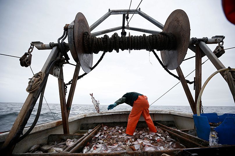 cabillauds et aiglefins pêchés à bord de d'un chalutier