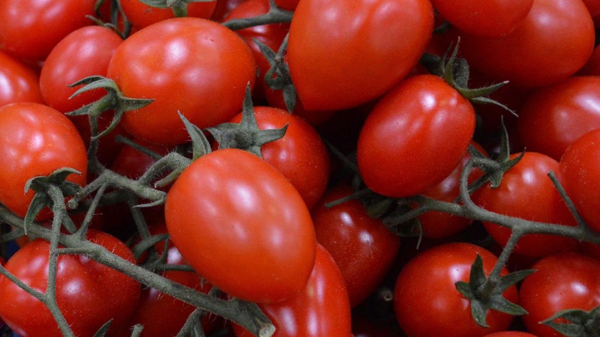 Épidémie de salmonellose en Europe : des tomates cerises siciliennes mises en cause