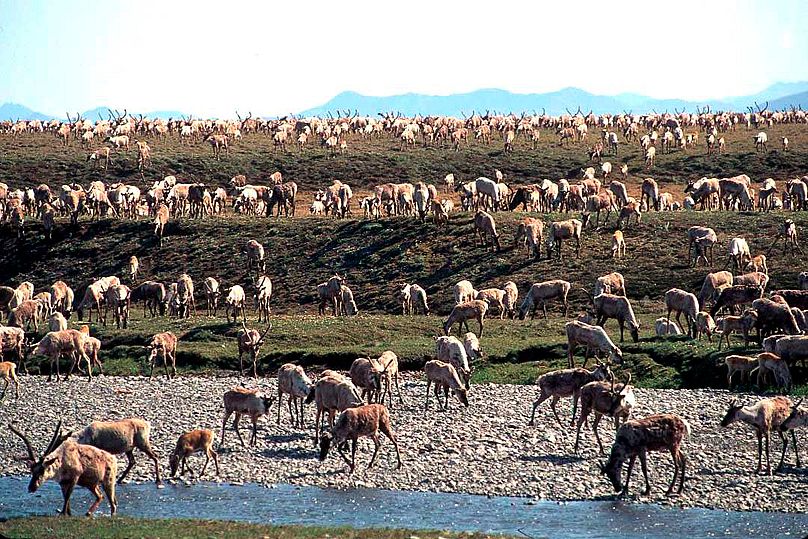 Des caribous de la harde de Porcupine migrent vers la plaine côtière de la réserve naturelle nationale de l'Arctique, dans le nord-est de l'Alaska
